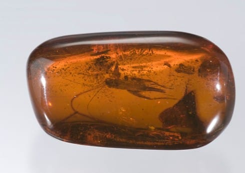 Amber Amber Gemstone With Inclusion